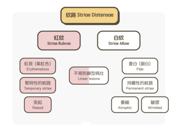 一文秒懂！妊娠紋肥胖紋保養(yǎng)、治療及預(yù)防全攻略