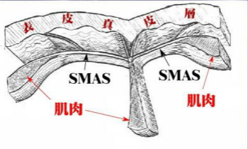 什么是SMAS筋膜層？美容儀器廠家告訴你